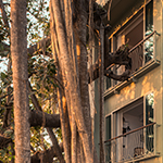 The-Banyan-Tree-Rooms-img-150x150-2